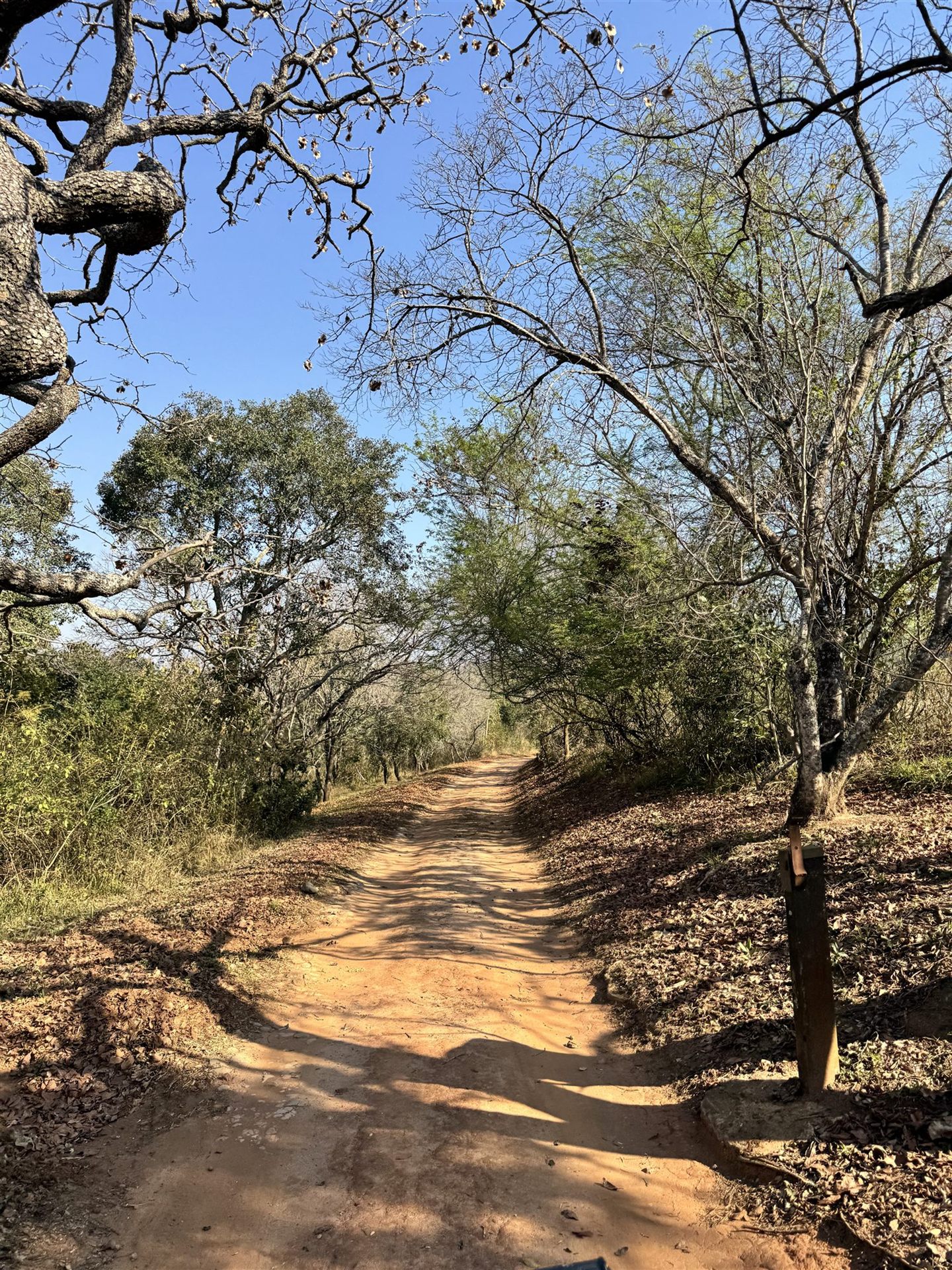 Arrival road through the Lowveld landscape